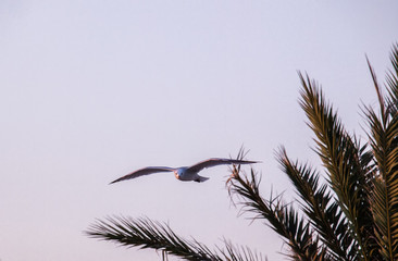 Obraz premium Paseo por la playa