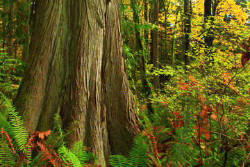 a picture of an Pacific Northwest forest with a old growth Yellow cedar tree