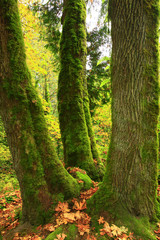 a picture of an Pacific Northwest forest with old growth Vine maple trees
