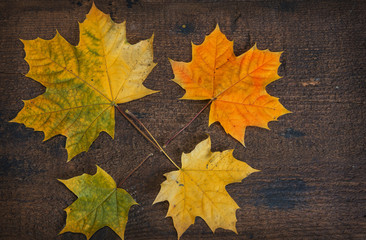 Colorful leaves in the fall on wooden board. Autumn scene