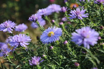 Beautiful flower blue aster.