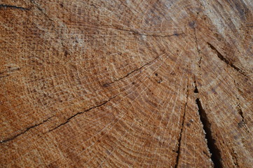 Wood texture cut tree trunk - 177235553