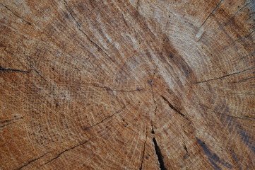 Wood texture cut tree trunk - 177235564