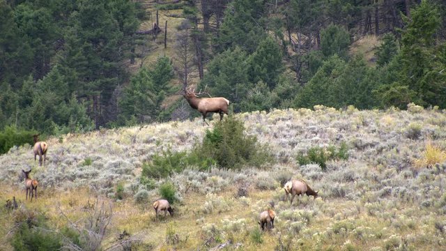 Bull Elk in the sage brush grazing as bull cases cow.
