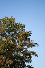 Herbstfarbene Baumkrone
