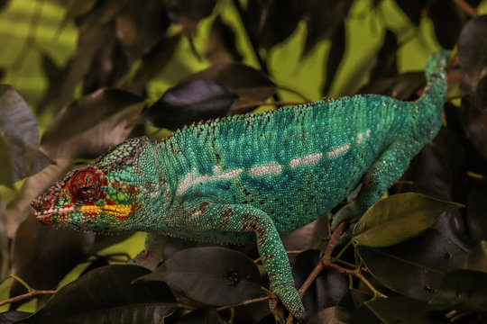 camaleonte acquario genova