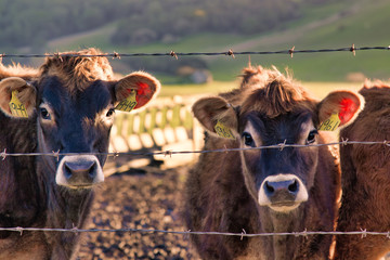 Portrait of free range, grass-fed steers on a Northern California range