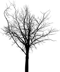 Fototapeta na wymiar bare black tree silhouette on white