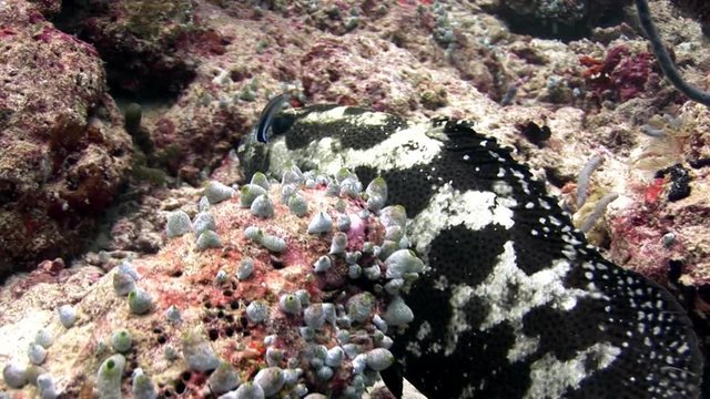 Spotted black fish underwater on background of amazing seabed in Maldives. Unique video footage. Abyssal relax diving. Natural aquarium of sea and ocean. Beautiful animals.