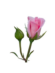 Obraz premium Delicate beautiful pink button of rose