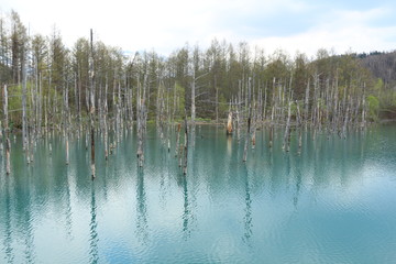 北海道の青い池