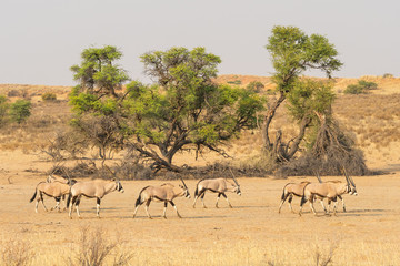 Gemsbok Herd