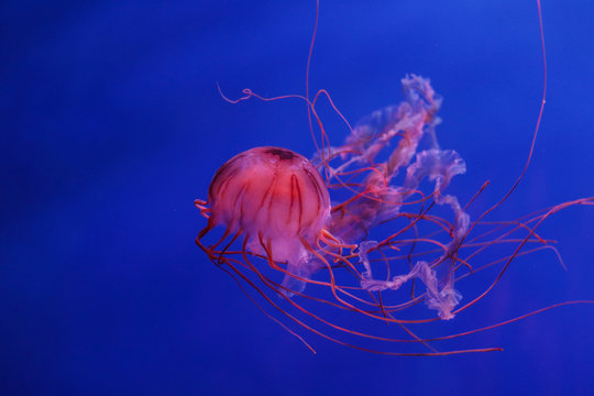 medusa acquario genova