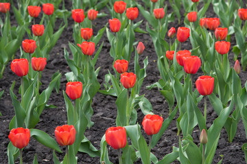 Blossoming buds of tulips with green stems and leaves in summer on the street