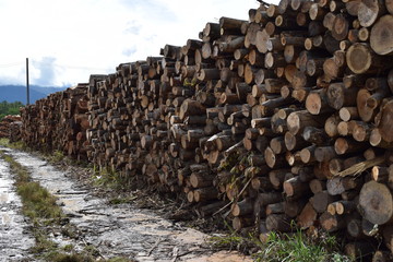 切り出された広葉樹の丸太