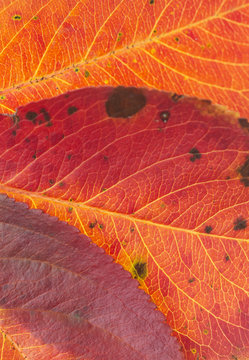 autumn red leaves on a white background