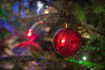 Christmas red ball on christmas tree. Close up.