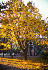 Naklejka premium Autumn in the city park