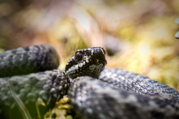 Common Viper