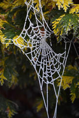 toile d'araignée givrée sur un sapin