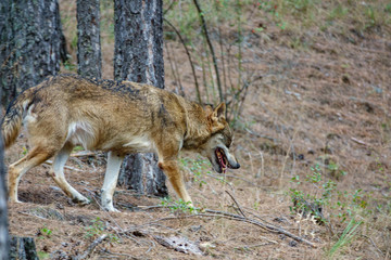 Iberian wolf profile between pine tree trunks