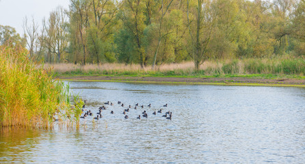 Birds on the shore of a pond in sunlight at fall

