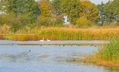 Swan swimming along the shore of a lake in autumn