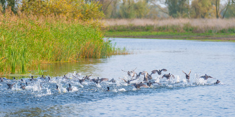 Birds on the shore of a pond in sunlight at fall
