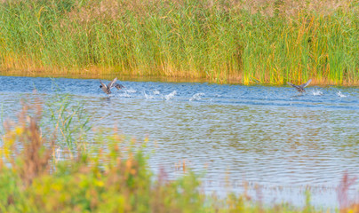 Birds on the shore of a pond in sunlight at fall
