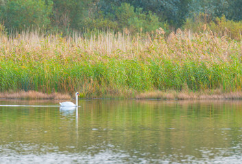 Swan swimming along the shore of a lake in autumn