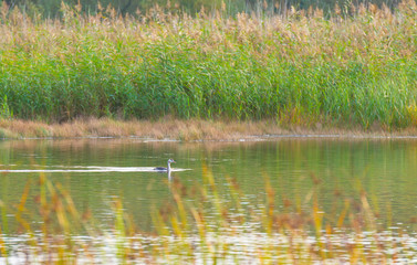 Grebe swimming along the shore of a lake in autumn