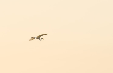 Egret flying in a yellow sky in sunlight at fall