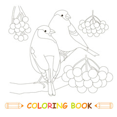 Children coloring page stock vector illustration, two bullfinch, fruits of grass for kids coloring book
