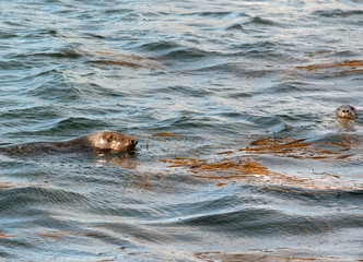 Fototapeta premium Seehund