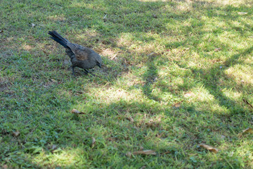 Apostlebird on grass in Queensland