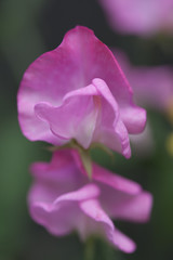 Fototapeta na wymiar pink Fabaceae