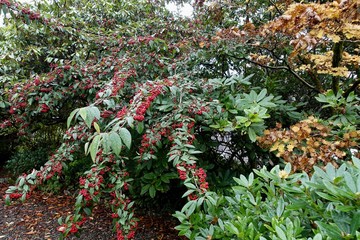 ライダル・マウントの自然