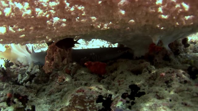 Reef shark underwater on background of amazing coral in seabed Maldives. Unique amazing video footage. Abyssal relax diving. Natural aquarium of sea and ocean. Beautiful animals.