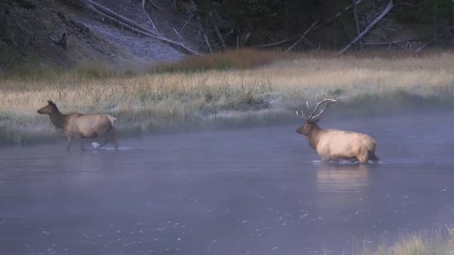 Bull and cow elk crossing water on cold foggy morning in Wyoming.