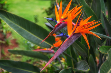 Two exotic flowers Strelizia Reginae or Bird of Paradise growing in tropical garden on Tenerife, Canary Islands , Spain. Beautiful vibrant floral background for wallpaper or web design. Copy space.