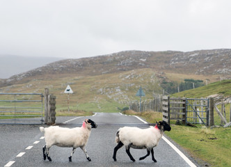 Schafe © Christiane