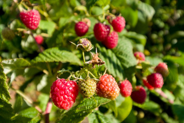 Closeup of raspberry branch with ripe berries in sunlight. Shallow depth of field.