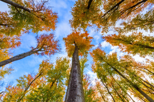 Autumn beech trees crowns © Jag_cz