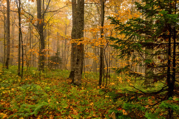 Scenic landscape of autumn forest