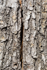 Texture of bark of an old tree with a crack