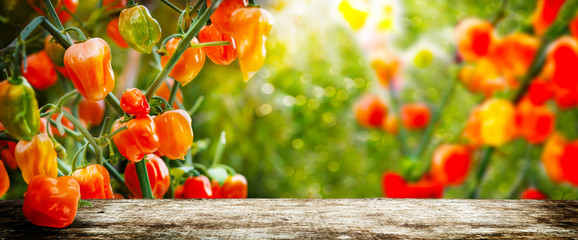 Orange Pepperoni mit Bokeh hinter Holztisch - 177242756