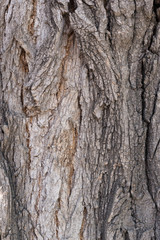 Texture of strong bark of an old tree