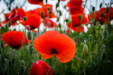 Obraz premium red poppies. on a background of green grass.