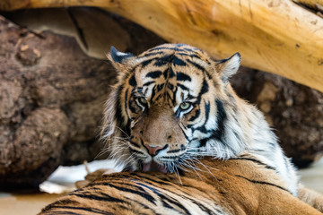 Tiger bei der Fellpflege