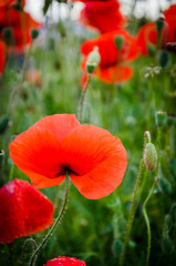 red poppies. on a background of green grass.